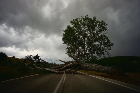fallen tree in the middle of the road