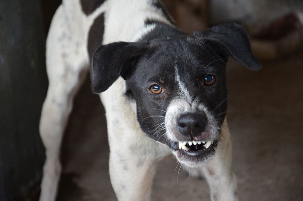 Does Homeowners Insurance Cover Dog Bites?