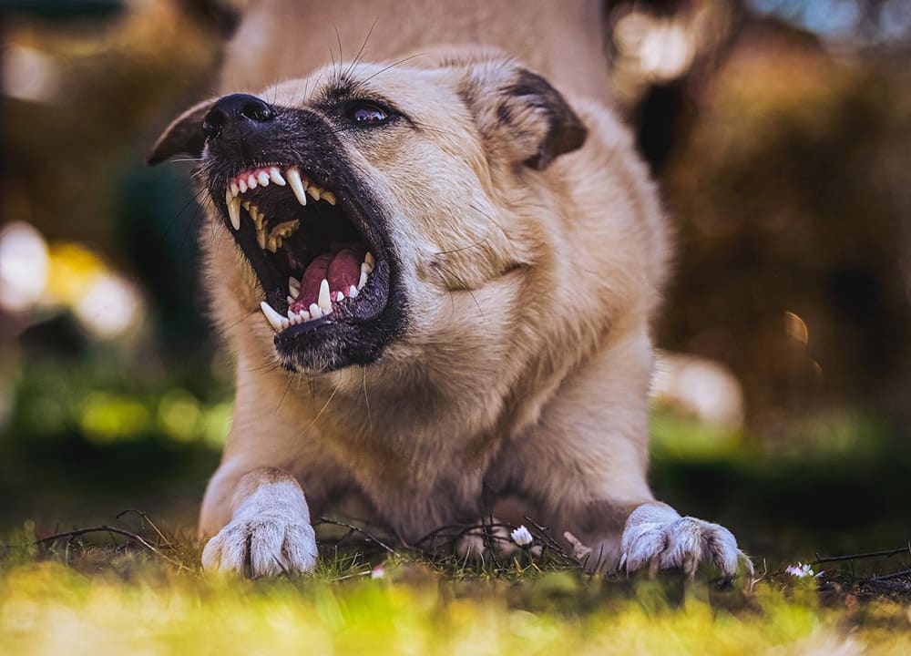 Signs that a dog is potentially aggressive